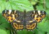 Araschnia levana